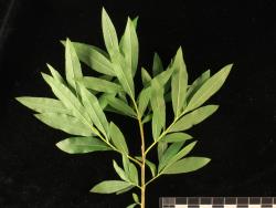 Salix ×rubra. Foliage.
 Image: D. Glenny © Landcare Research 2020 CC BY 4.0